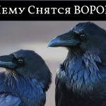 К чему снятся вороны: мистический символ или просто сон?