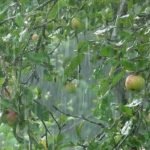 Украину накроют кратковременные дожди и грозы