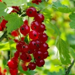 Как получить богатый урожай смородины: необычное удобрение и защита для ягод