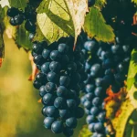 Как улучшить урожай винограда с помощью бурьяна