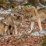 Волки во сне: тайный смысл хищника в мире сновидений