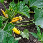 Как правильно подкармливать кабачки и тыквы в июне и июле?