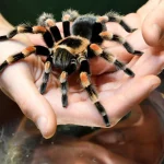 К чему снятся пауки: разгадка символики сновидений