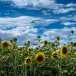 Украину снова прогреет до +30°, местами дожди