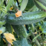 Как увеличить урожай огурцов: названа простая, но эффективная подкормка