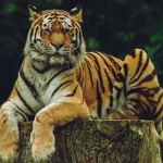 К чему снится тигр: подробное толкование сна с этим хищником