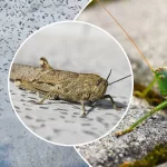 Саранча или кузнечик: как их распознать и чем они различаются