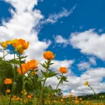 Народные традиции и приметы 14 июля: что можно и нельзя делать в день Акилы