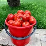 Как удвоить урожай помидоров: техника, чтобы томаты росли не в зелень, а в плоды