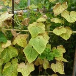 Как справиться с пожелтением листьев овощных культур в жару: простое и эффективное средство