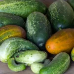 Как предотвратить деформацию огурцов: причины и решения проблемы