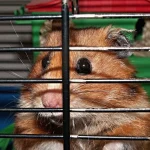 Почему хомяки грызут клетки: причины и решения