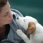 Как собаки определяют уровень стресса у хозяев: интуиция или наука?