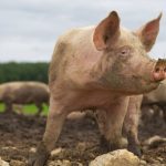 К чему снится свинья: какие предупреждения скрывают эти сны?