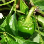 Как правильно поливать перец для богатого урожая: основные рекомендации