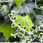 Кельтский гороскоп на 15 июля: что принесёт день представителям всех знаков