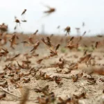 Нашествие саранчи в Запорожье и Днепропетровске: как бороться с вредителем и какие последствия ожидать