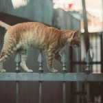 Что делать, если ваш кот пропал: советы по поиску и безопасным прогулкам