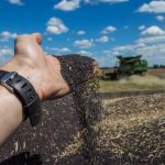 ​Сіра аграрна діра: як експорт сої та ріпаку перетворився на канал виведення валюти