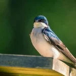 Ласточки и их знаки: что означает наличие гнезда в вашем доме