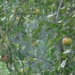 Грозы и ливни в Киеве и области будут до конца суток