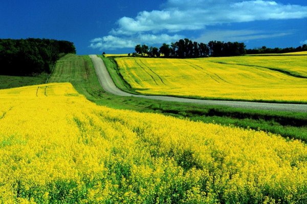 ​Сіра аграрна діра: як експорт сої та ріпаку перетворився на канал виведення валюти
