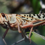 У Запорізькій та Херсонській областях тривають заходи проти поширення сарани