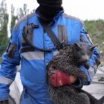 В МИД Литвы вызвали представителя РФ из-за обстрела Киева