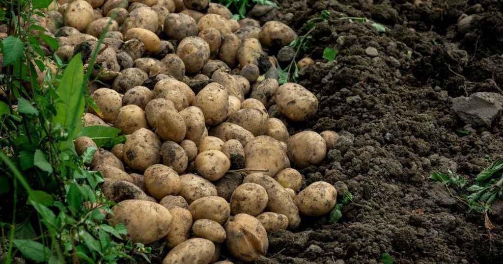 Прогнозы по урожаю картофеля в Украине: что будет с ценами осенью