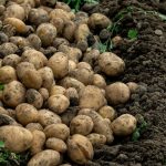 Прогнозы по урожаю картофеля в Украине: что будет с ценами осенью