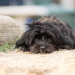 Почему собака начала есть землю: причины, советы и рекомендации от экспертов