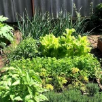 Что можно посадить в августе: второй урожай на дачном участке