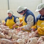 Україна заборонила ввезення птиці та продуктів зі США через спалах пташиного грипу