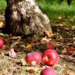 Почему яблоки падают с деревьев летом: причины и методы борьбы