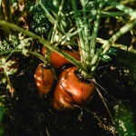 Как вырастить сладкую и крупную морковь: советы по подкормке в августе