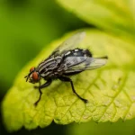 К чему снятся мухи: тревожный символ или знак перемен?