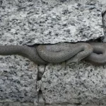 Как предотвратить появление змей на даче: 5 основных факторов и способы борьбы