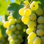 Жара в Украине немного спадет, в четверг на западе пройдут дожди