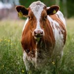 Уряд оновив правила підтримки тваринництва для фермерів