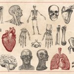 Необычные факты о человеческом теле, которые удивляют даже врачей