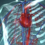 Сердце и тренировки: кардио или силовые нагрузки