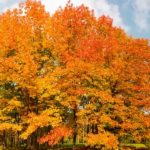 В Украину возвращается сентябрьское тепло: в субботу до +25°