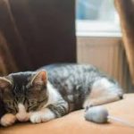 Почему домашние кошки приносят «трофеи»