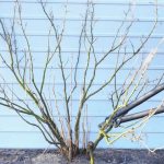 Как обрезать смородину осенью для хорошего урожая: пошаговая инструкция