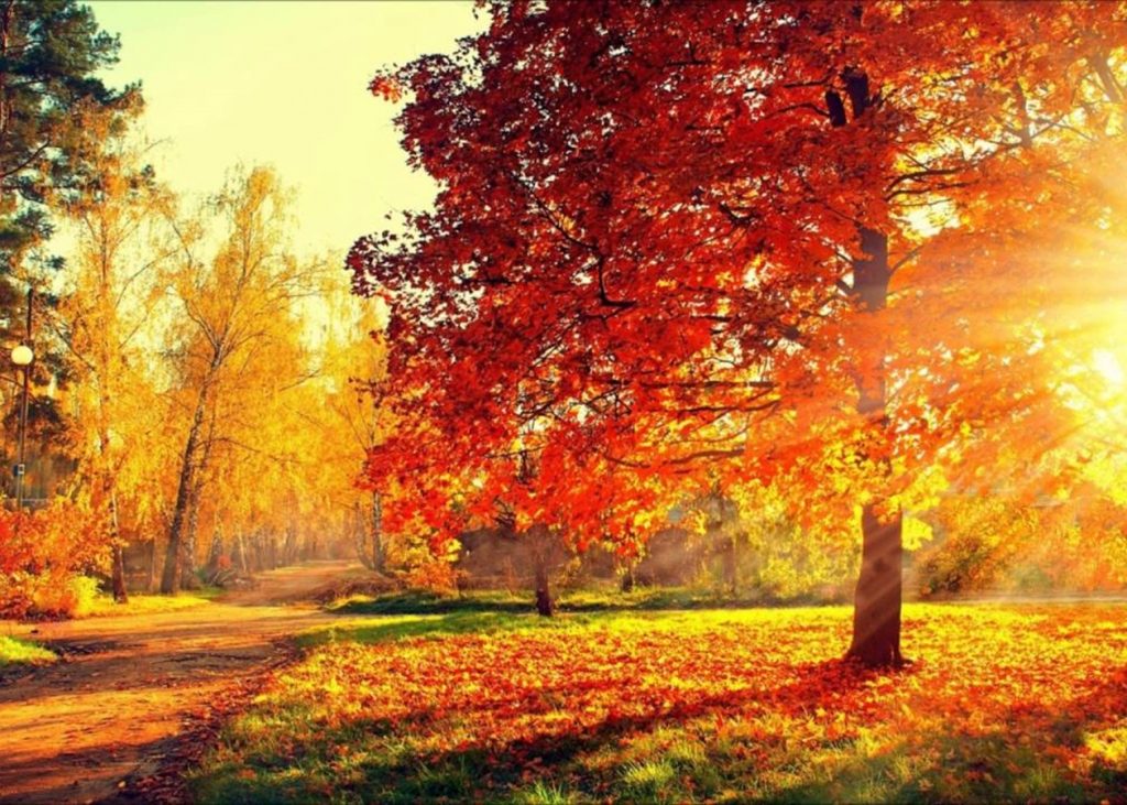 Какой будет погода в ноябре