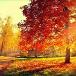 Какой будет погода в ноябре: прогноз от Укргидрометцентра