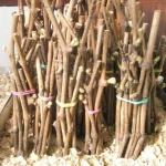 Как подготовить черенки для выращивания винограда: важные советы и этапы