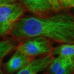 Ген ожирения: есть ли на самом деле генетические причины лишнего веса?