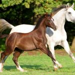 К чему снятся лошади: что скрывается за этим символом?