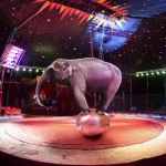 К чему снится цирк: толкование сна